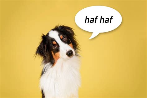 How Dogs Bark in Different Languages | Reader's Digest