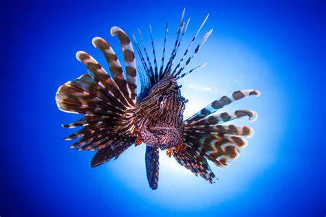 Lionfish Invasion: 7 Easy Ways You Can Help Save Our Reefs