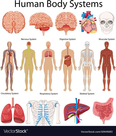 Human Muscular System Diagram Diagram Showing Human Body Systems Vector ...