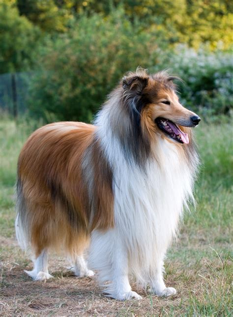 Dog Rough Collie Portrait Free Stock Photo - Public Domain Pictures