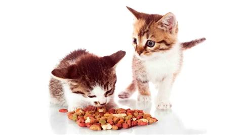 Can 2 Month Old Kittens Eat Dry Food? | Top Kitten Dry Brands