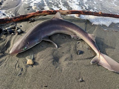 Is A Dogfish A Sand Shark