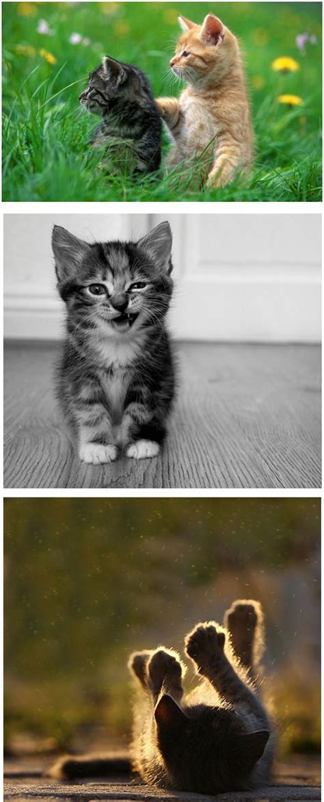 (20Gambar) Koleksi Gambar Kucing Yang Seriusly Cuteness Overload !!! - PiNg SaMa DiA