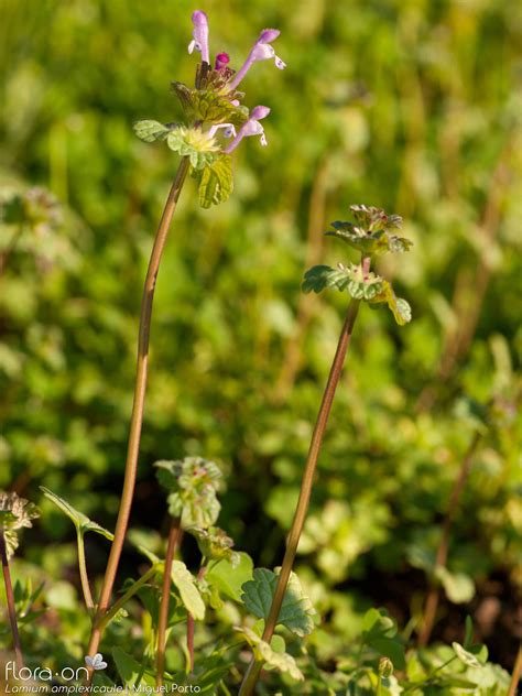 Lamium amplexicaule | Flora-On