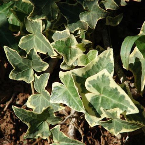 Variegated English Ivy | PlantAddicts.com