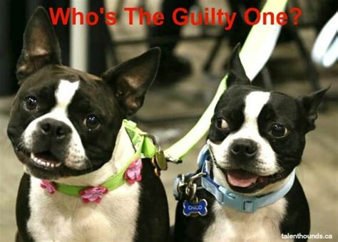 Who's Guilty? - Talent Hounds