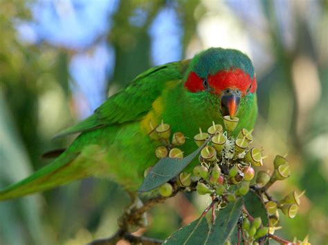 Musk Lorikeet ~ Birds World