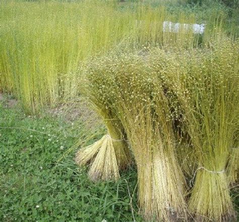 Heirloomsupplysuccess Heirloom Flax Seeds - Etsy | Flax fiber, Flax plant, Flax