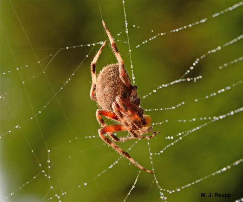 Big spider webs, Part 1: Spotted orbweaver, Neoscona crucifera — Bug of the Week