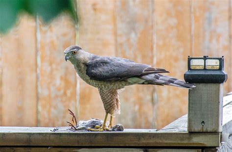 Cooper's Hawk Hunting In Back Yard | Shot with the Nikon 300… | Flickr