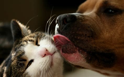 Cat and dog, a true friendship wallpapers and images - wallpapers ...