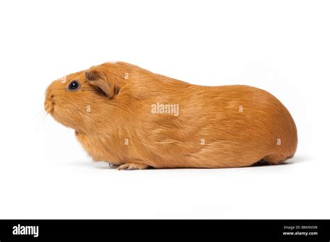 Brown guinea Pig on white background Stock Photo - Alamy