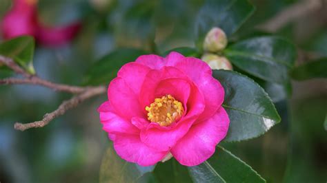 Growing, Pruning and Caring for Camellias - Bunnings Australia