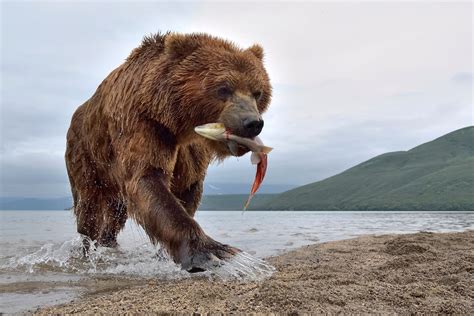 Kamachatka Brown Bear Photography by Sergey Gorshkov