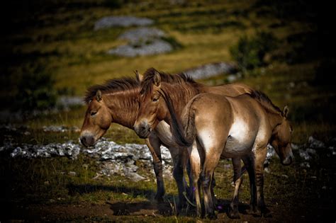 Przewalski's horses: Prehistoric Horses 2 | This picture is … | Flickr