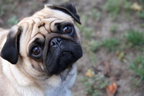 Pug Breed: Everything You Need to Know About These Wrinkly Dogs - Bone ...