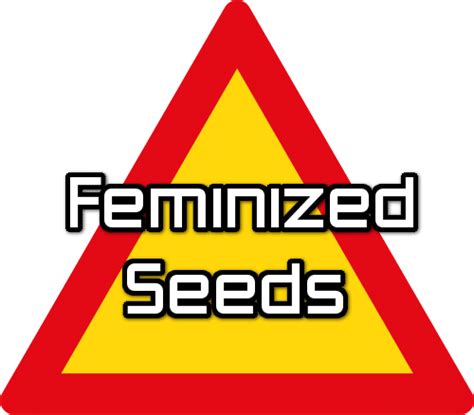 2. Feminized Seeds - Page 25 of 29 - Humboldt CSI