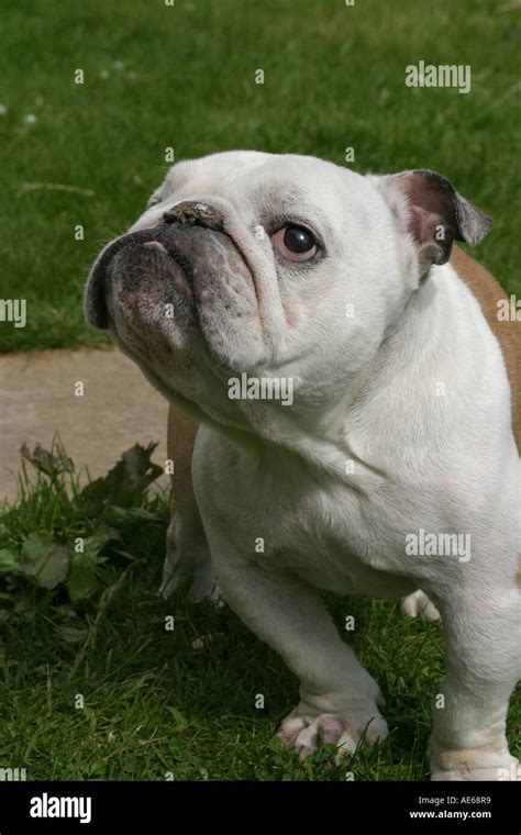 A funny photo of a British Bulldog Stock Photo - Alamy