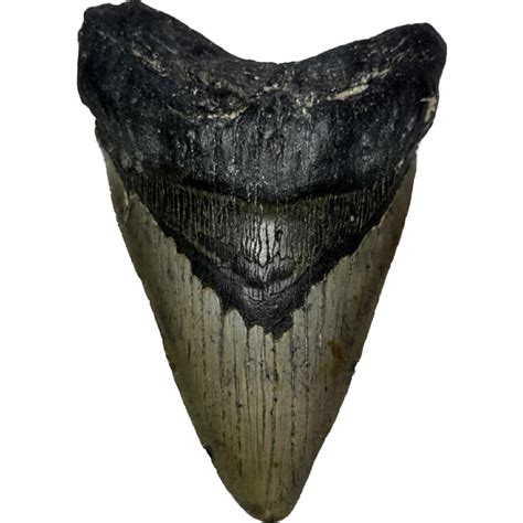 4 Megalodon fossilized teeth from North Carolina....Lot of 4 meg shark teeth - www ...