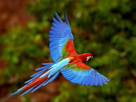 Guacamayo Volando - Travel Just 4U