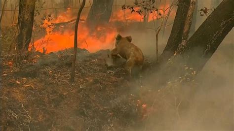 Video Koala rescued from wildfire in Australia - ABC News