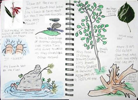 Sample student nature journal | Nature study, Nature journal, Homeschool nature study