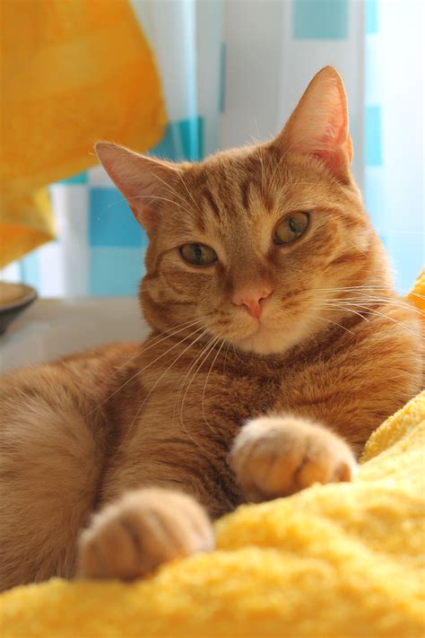 Cat Breeds Orange Tabby - Pets Lovers