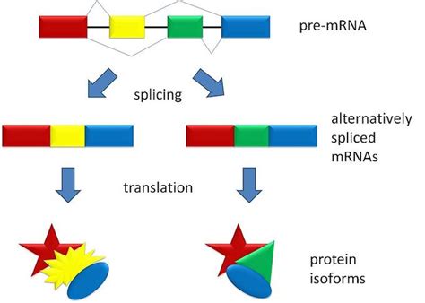 16.9: Eukaryotic Gene Regulation - RNA Splicing - Biology LibreTexts