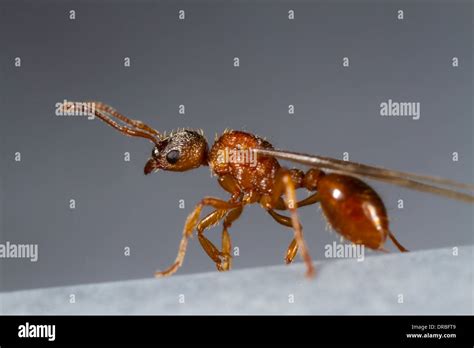 Common Red Ant (Myrmica rubra) winged queen about to fly from a roof. Powys, Wales. August Stock ...