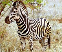 gambar zebra | Indonesiadalamtulisan || Terbaru 2014