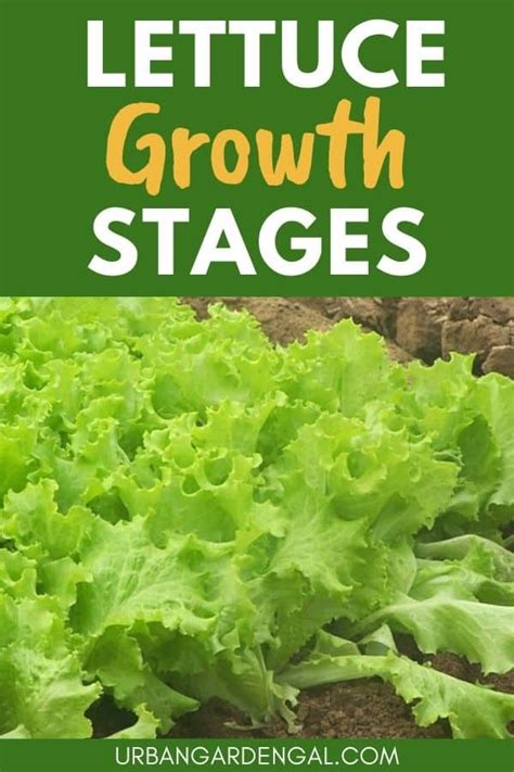 Lettuce Growth Stages – Urban Garden Gal