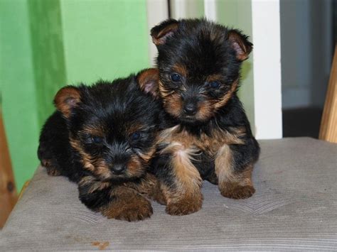 Yorkshire Terrier Info, Lifespan, Temperament, Puppies, Pictures