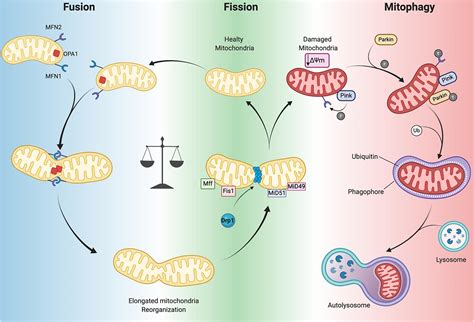 Frontiers | Mitochondrial Function and Dysfunction in Dilated Cardiomyopathy