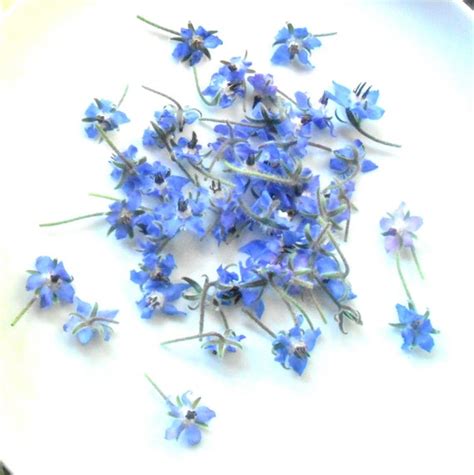 REAL EDIBLE BORAGE100 Cobalt Blue Edible Flowers Bulk - Etsy