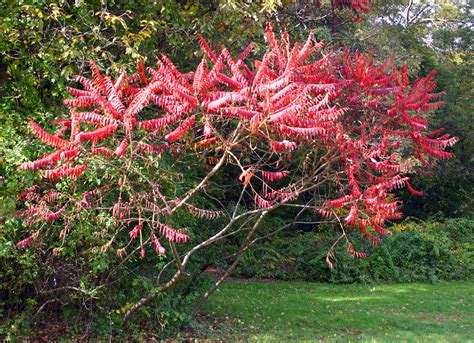 Medicinal Plants-Staghorn Sumac