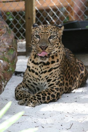 Hybrids Involving Leopards And Jaguars