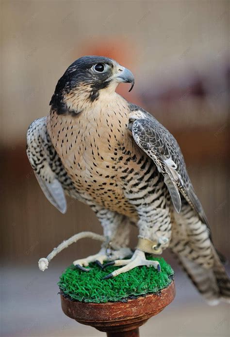 Arab Falcon Bird Watchful Habitat Prey Photo Background And Picture For ...