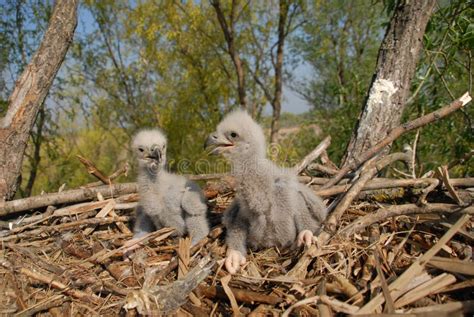 Young White-tailed Eagle Chicks in the Nest Stock Photo - Image of nature, beak: 165218984