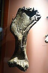 Category:Centrosaurus fossils - Wikimedia Commons