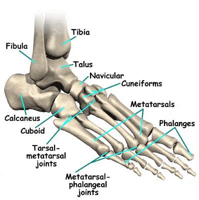 Great Toe Mtp Joint