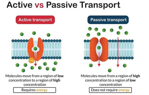 Active Transport | GCSE Biology Revision