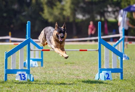 11 Dog Breeds that Can Jump High - PatchPuppy.com