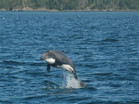 Chilean Dolphin – "OCEAN TREASURES" Memorial Library