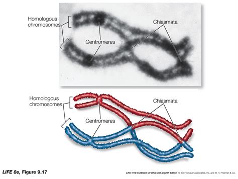 molecular biology - Do only one or both pairs of homologous chromatids exchange genetic material ...