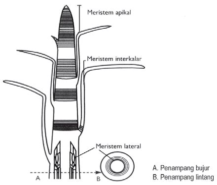 Fungsi jaringan meristem pada tumbuhan