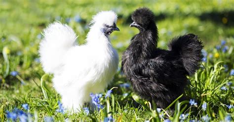 10 Most Popular Bantam Chicken Breeds - AZ Animals