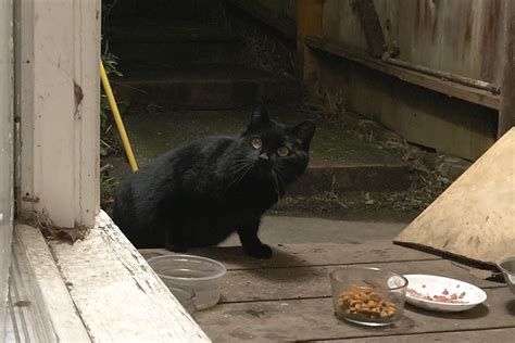 Jade, ne Blackie, a small, black, feral cat IMG_0512 | Flickr