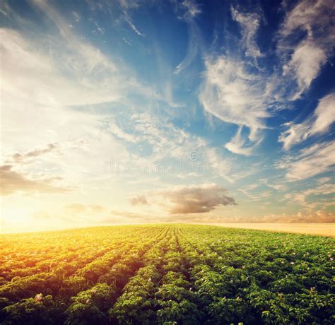 Potato Crop Field At Sunset. Agriculture, Cultivated Area, Farm Stock Photo - Image: 57359959