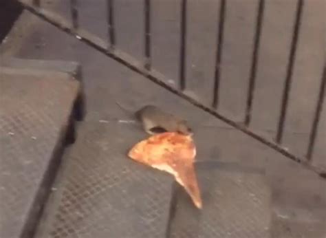 Pizza Rat video: Twitter memes of New York subway rat - Sports Illustrated