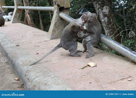 Monkey fighting stock image. Image of fighting, forest - 129517611